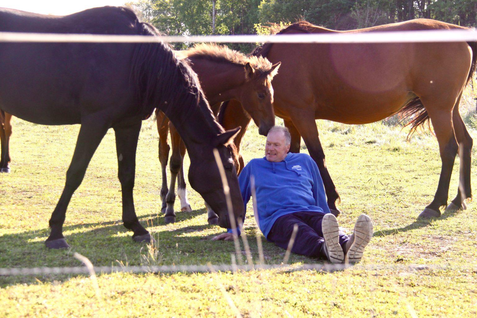 Kent Carlsson au milieu de ses chevaux
